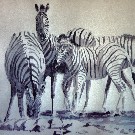 Thumb Zebras am Wasserloch